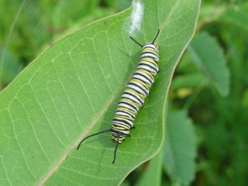 Monarch Butterfly Caterpillar on Milkweed Plant