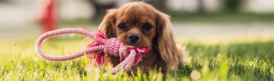 Pet sitters, dog walkers in the Souderton, Montgomery County PA area